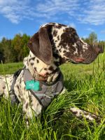 Personalisierte Hundemarken Sachsen - Hainichen Vorschau