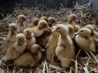 Aylesberry Enten Kücken gössel Brandenburg - Jüterbog Vorschau