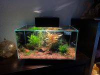 Fluval Edge 2.0 23l Sachsen-Anhalt - Bad Duerrenberg Vorschau