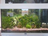 Aquarium von Juwel 180l Niedersachsen - Oldenburg Vorschau