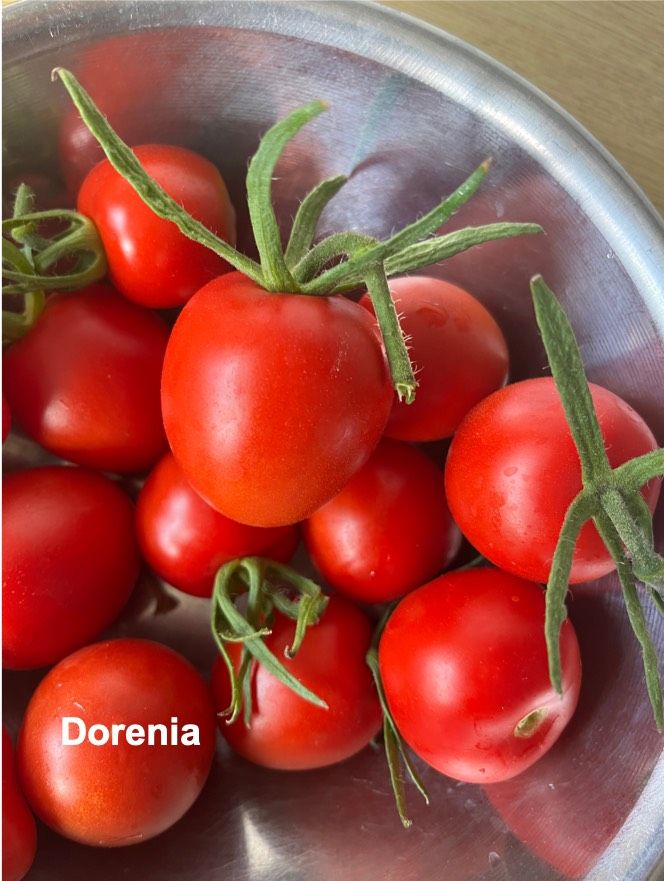 Tomatensamen Freilandtomaten in Stuttgart