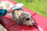 Alternativ Medizin für ihr Hund (Osteopathie) Dithmarschen - Tellingstedt Vorschau