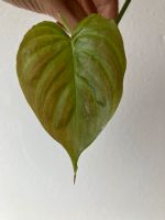 Philodendron majestic hybrid sodiroi x verucosum Nordrhein-Westfalen - Erkrath Vorschau