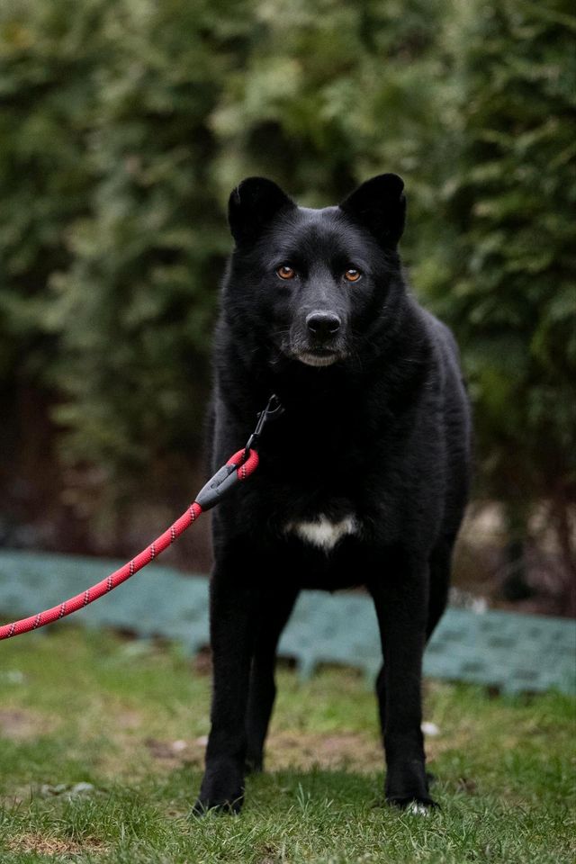 Aaron die schwarze Schönheit mit den wundervollen Augen in Lübstorf