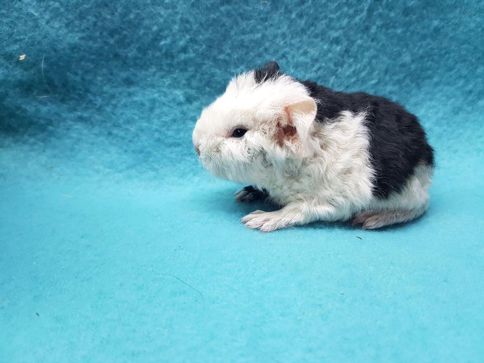 junges US Teddy Meerschweinchen männlich (04) in Schneeberg