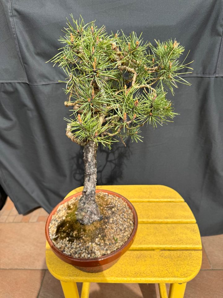 Bonsai Pinus sylvestris Waldkiefer / Yamadori in Bottrop