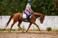 Vielseitiges junges Sportpferd Sachsen - Radeburg Vorschau