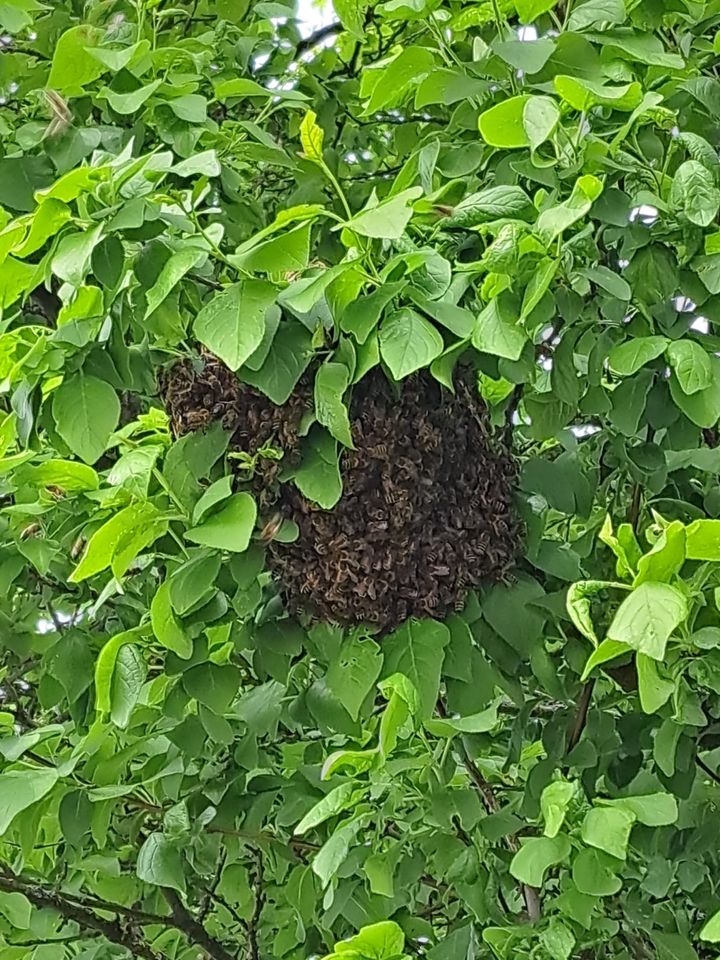 Fange ihren Bienenschwarm in Dirlewang