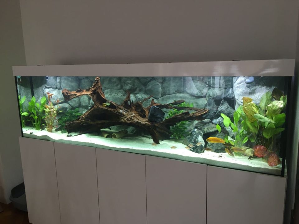 Aquarium-Service aus Mitteldeutschland Jeko-Aquaristik in Leuna