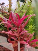 Aquarium Wasserpflanzen Alternanthera Reineckii Mini Bayern - Feuchtwangen Vorschau