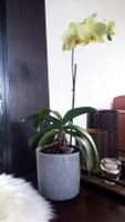 Orchidee gelb mit Übertopf Beton Optik grau Sillenbuch - Heumaden Vorschau