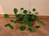 Pilea Ufopflanze Chinese Money plant Pflanze Berlin - Schöneberg Vorschau