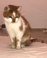 Katze/ Kater vermisst/ entlaufen/ gefunden/ zugelaufen/ totfund Nordrhein-Westfalen - Herten Vorschau