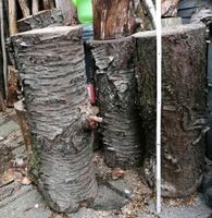 Wildkirsche Holz Drechselholz 3 x ca. 1m Stämme Kirsche drechseln Thüringen - Georgenthal Vorschau