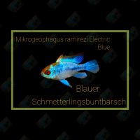 Electric Blue Schmetterlingsbuntbarsch Mikrogeophagus ramirezi Dortmund - Schüren Vorschau