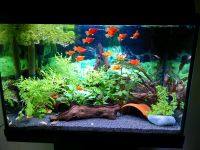 Juwel Aquarium 60liter Kombination Thüringen - Schwaara Vorschau