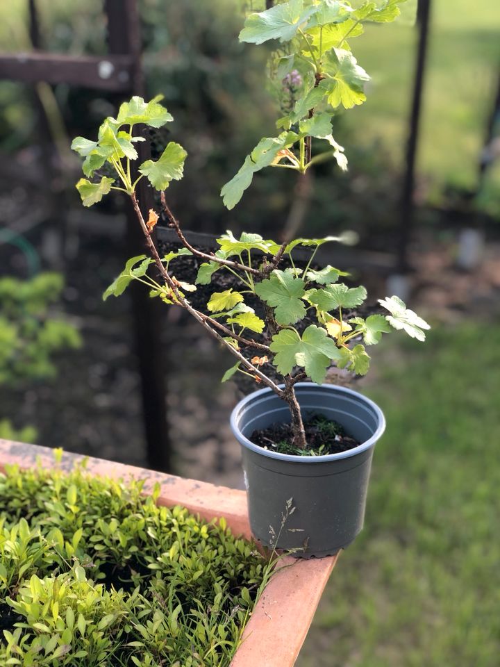 Schwarze Johannis Beere in Bochum