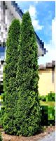 Garten Thuja zu verschenken Nordrhein-Westfalen - Schlangen Vorschau