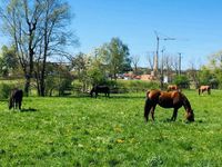 3 Pferdeboxen frei - Onolzheim Baden-Württemberg - Crailsheim Vorschau