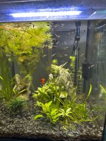 Guppys Babys und Weibchen abzugeben *Aquarium*Fische* Bayern - Mömlingen Vorschau