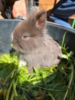 Kaninchen Hasen Babyhasen Weibchen Löwenkopf Bayern - Mörnsheim Vorschau