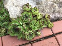 Sempervivum - Hauswurz Nordrhein-Westfalen - Espelkamp Vorschau