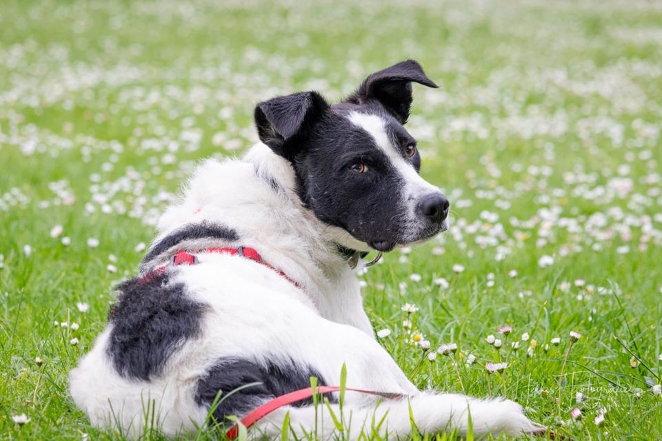 Jungspund TOM ❤️ a.d. Tierschutz sucht seine Familie in Erftstadt