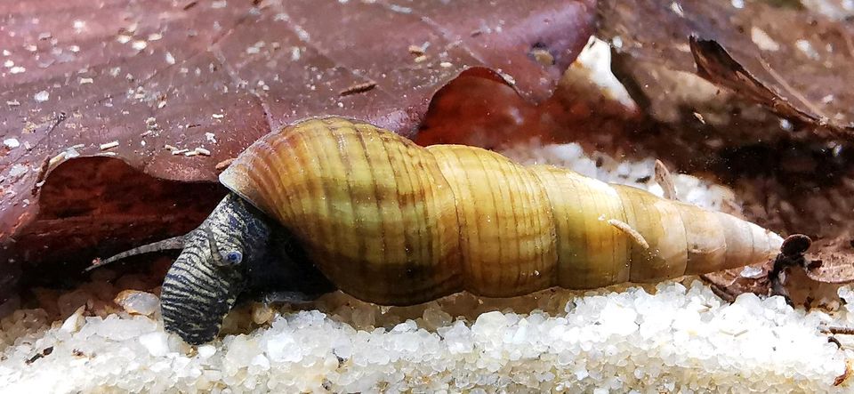 ♦️ Riesenturmdeckelschnecke - Brotia herculea ♦️ in Peißenberg