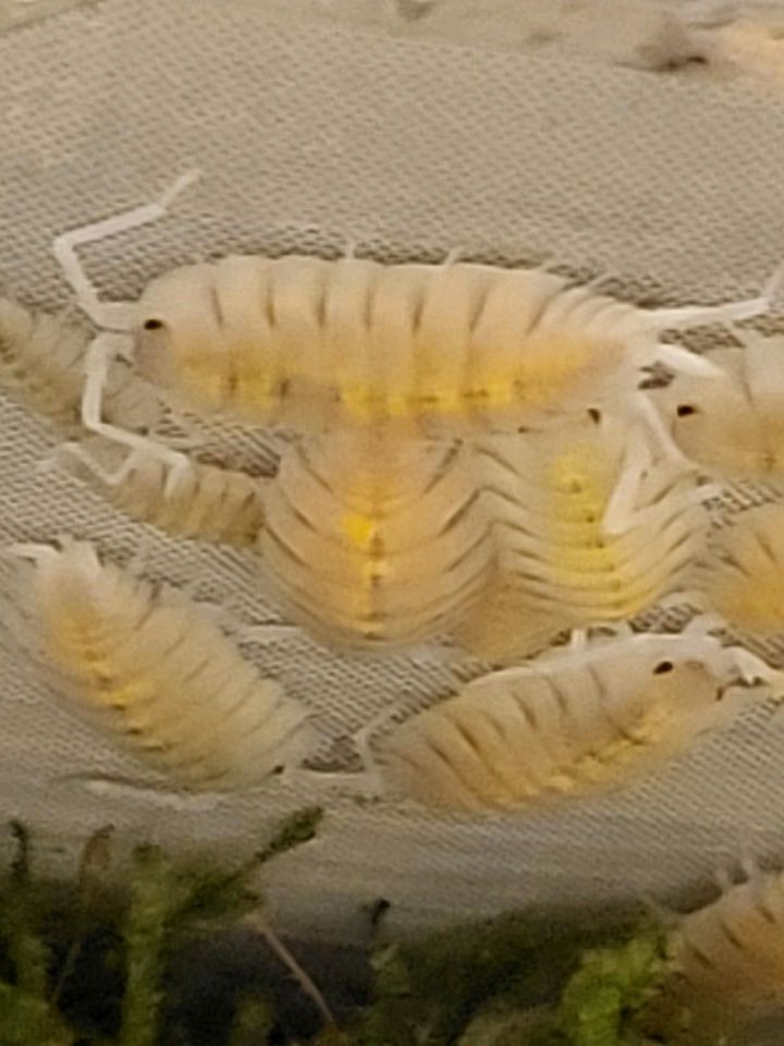 12+Porcellio Bolivari Milky Asseln Kleintiere Isopods in Oerlinghausen