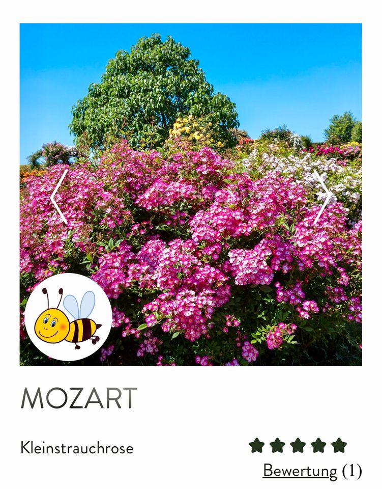 Strauchrosen Mozart( Topfwaren 30-40cm hoch) in Emden