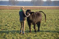 Italienische Wasserbüffel vom Büffelhof Heerdes Niedersachsen - Sprakensehl Vorschau