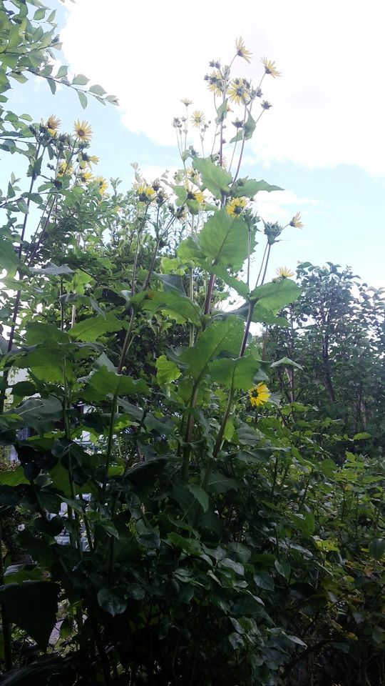 Große gelbe Blumen, Riesige Gartenblumen, Sichtschutz, Pflanzen in Berlin