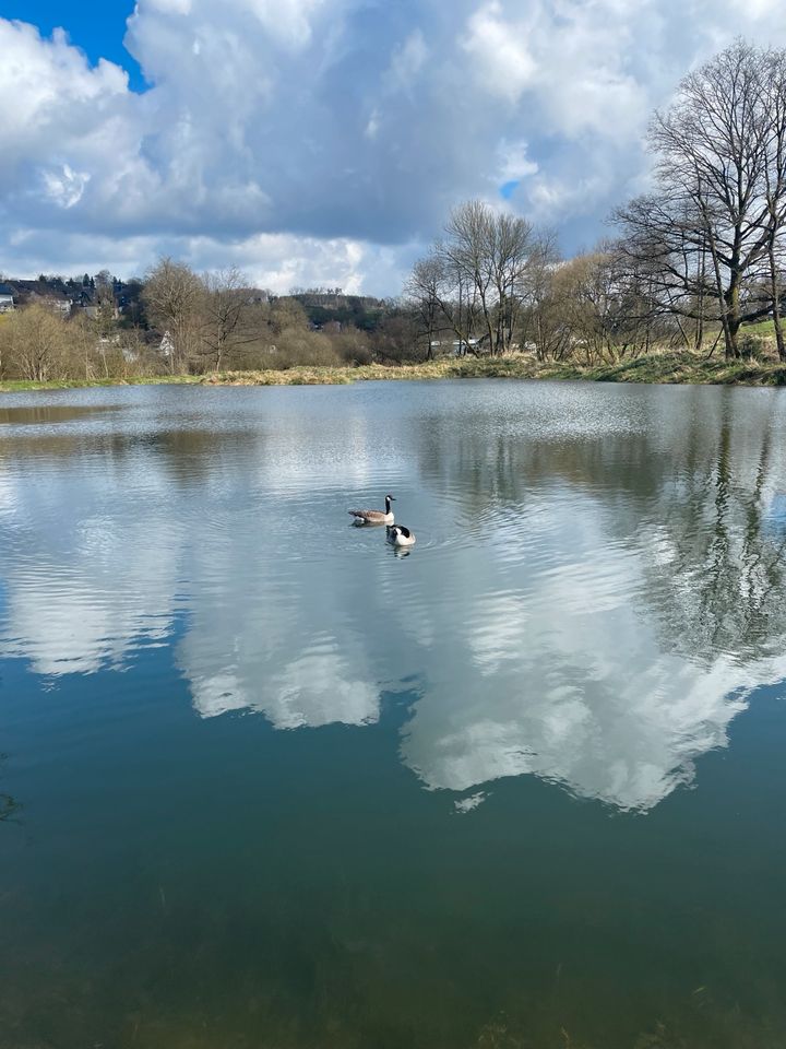 Hilfe bei Teichauflösung, umsiedeln von u.a. Koi Goldfischen etc. in Gummersbach