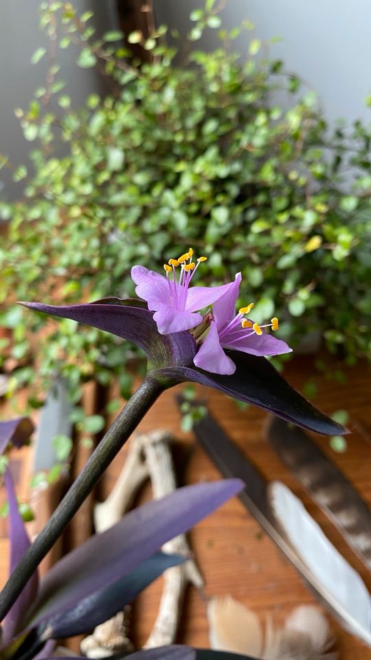 Mexikanische Dreimasterblume Tradescantia pallida Zimmerpflanze in Hannover