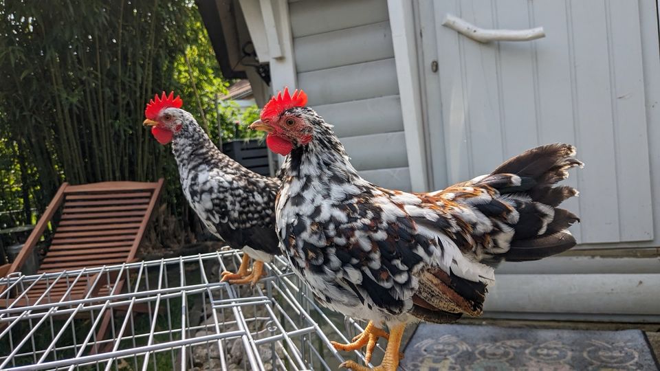 Serama Hahn bunt zahm europäisch geimpft lieb handzahm Zwerghuhn in Lünen