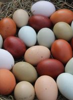 Frische Eier aus Hobbyhaltung zu verkaufen Nordrhein-Westfalen - Kierspe Vorschau
