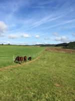 Pflegebeteiligung Reitbeteiligung Pony Shetty Hessen - Vöhl Vorschau