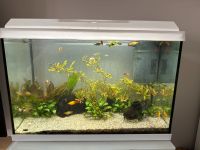 LETZTE CHANCE Juwel Primo Aquarium mit Bepflanzung und Fischen Bergedorf - Hamburg Lohbrügge Vorschau