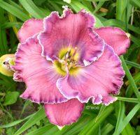 Hemerocallis Taglilie " DOYLE PIERCE "  ungewöhnliche Farbe EF Köln - Merkenich Vorschau