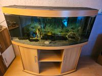 Juwel Vision 450 Aquarium Nordrhein-Westfalen - Wesel Vorschau