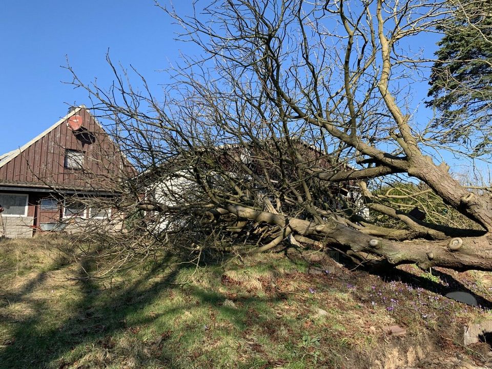 Objektpflege Reinigungsarbeiten Hausmeisterservice Gärtner in Neumünster