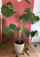 Monstera Deliciosa Nordrhein-Westfalen - Oer-Erkenschwick Vorschau