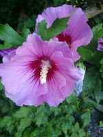 Sehr schöne Hibiskus lila winterhart Baden-Württemberg - Bietigheim-Bissingen Vorschau