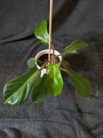 Philodendron "Squamiferum" Bayern - Alzenau Vorschau