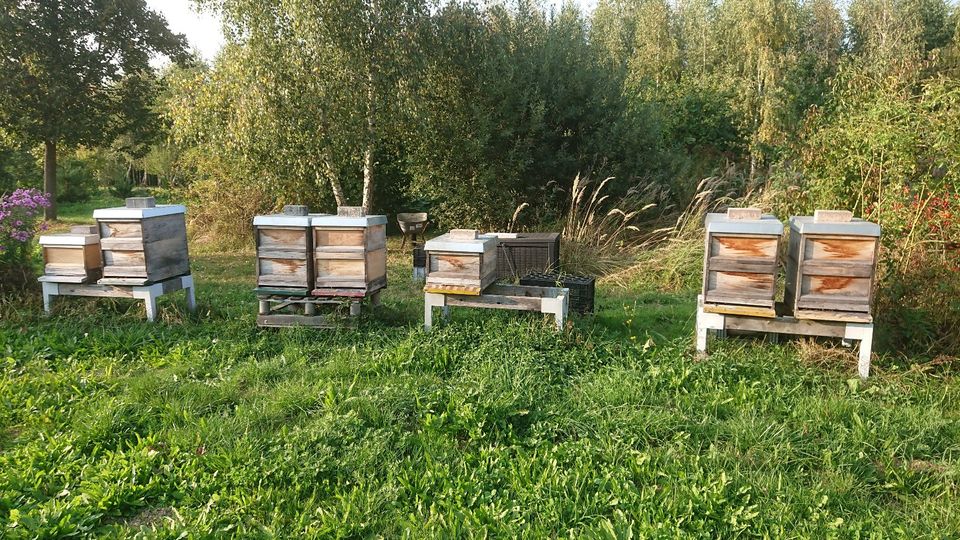 Bienenvölker auf Zandermass zu verkaufen in Hörgertshausen