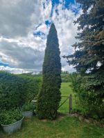 Thuja,Lebensbaum,ca 5,50 Meter Hessen - Hessisch Lichtenau Vorschau