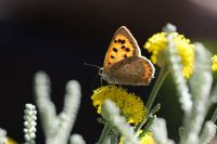 30 Samen Heiligenkraut,Santolina chamaecyparissus,Bienenwiese Saarland - Großrosseln Vorschau