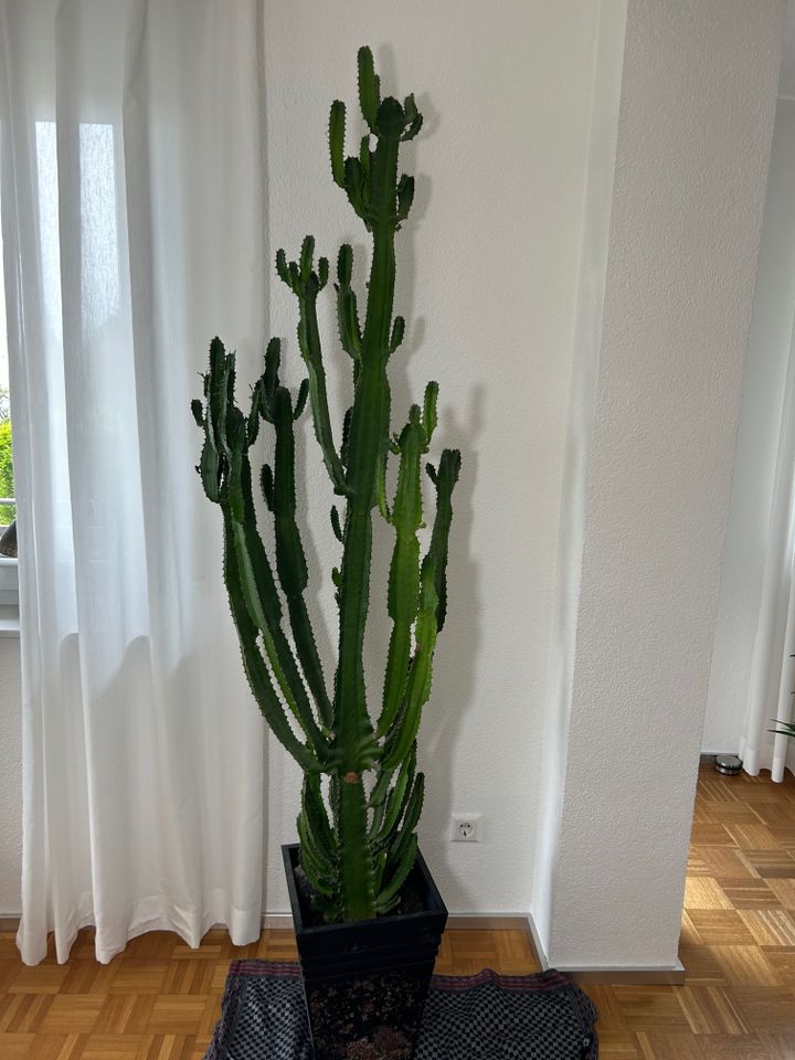 Imposanter Westernkaktus Euphorbia Wolfsmilch XXL in Horb am Neckar