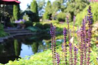 Gartenteichreinigung Teichentschlammung Niedersachsen - Westergellersen Vorschau