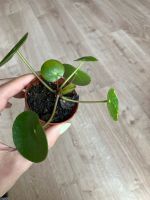 Pilea mojito Zimmerpflanze Nordrhein-Westfalen - Erkrath Vorschau